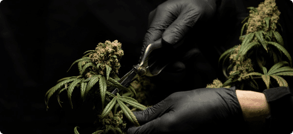 Cannabinoids & Effects