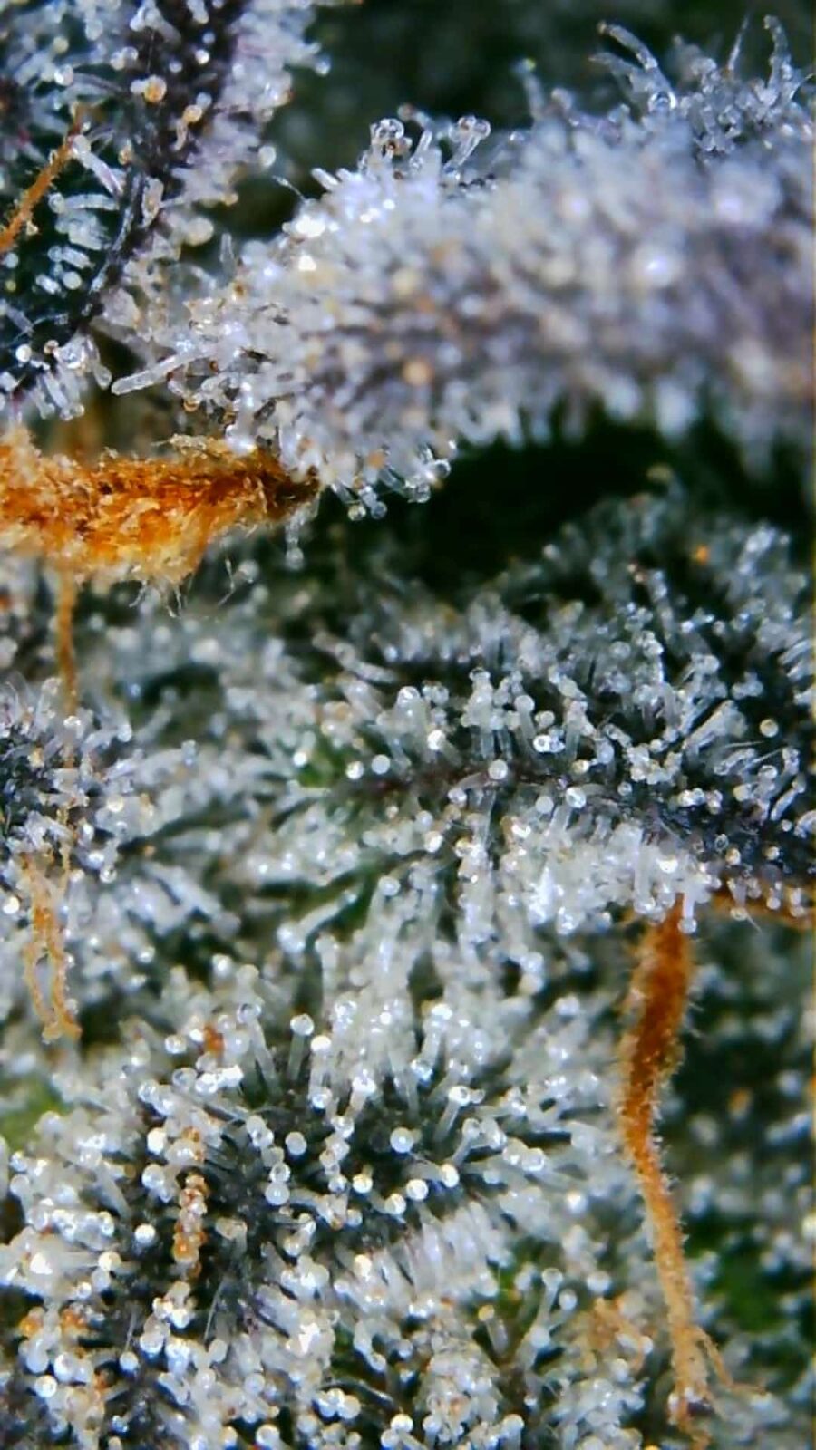How to Harvest, Trim, Dry, and Cure Weed the Right Way 4 image 1 cannabis image